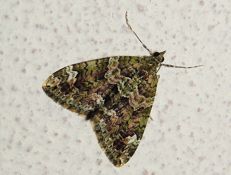 Chloroclysta siterata Geometridae